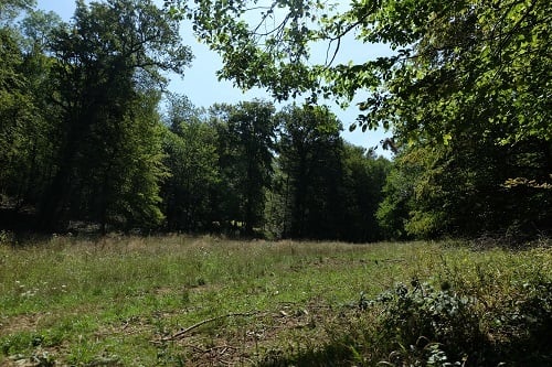 clairiere